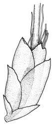 Orthorrhynchium elegans, perichaetium. Drawn from K.W. Allison 3030, CHR 535829.
 Image: R.C. Wagstaff © Landcare Research 2015 